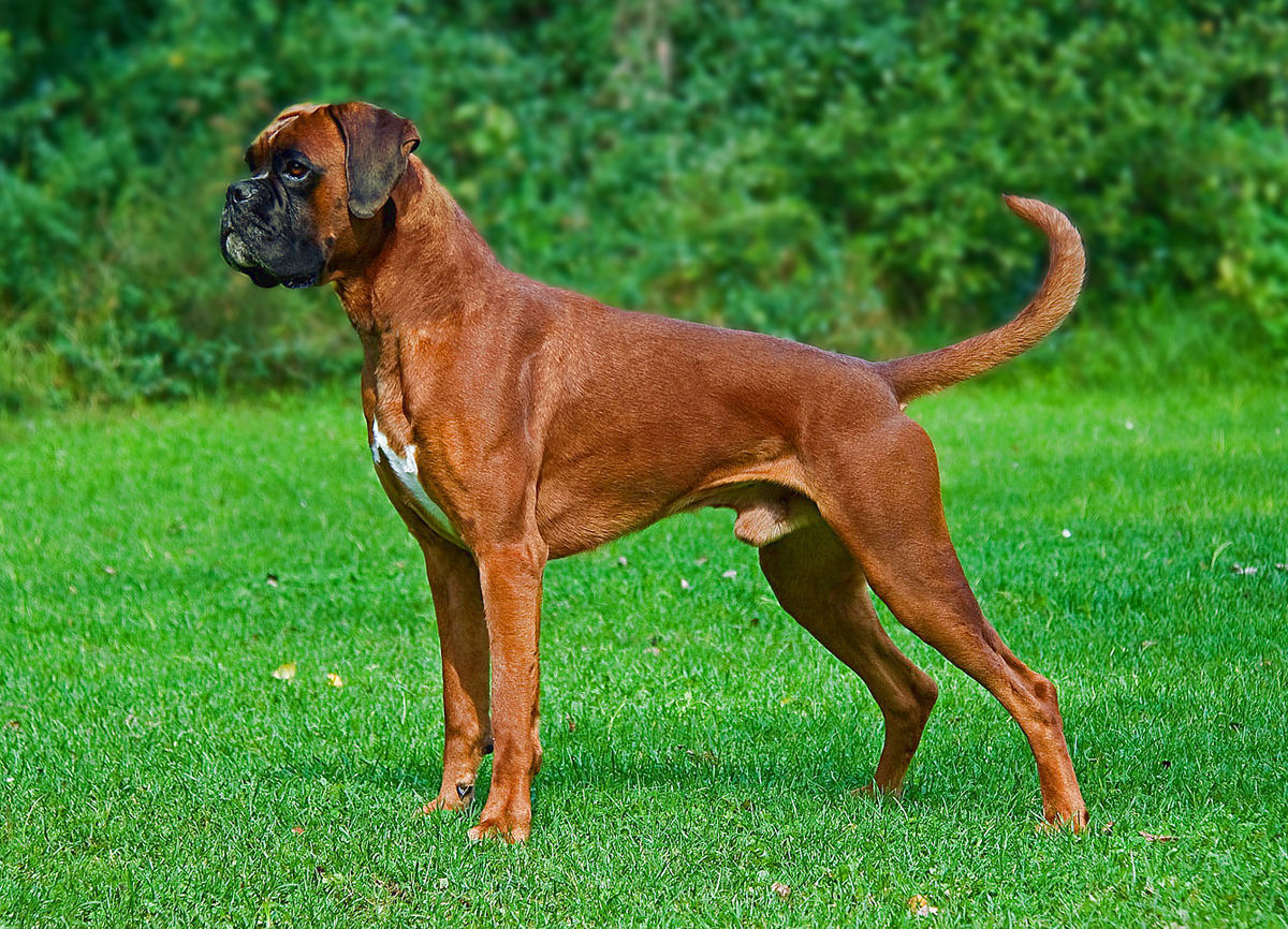 Boxer
